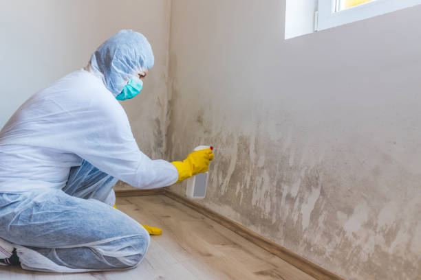 Licensed Mold Remediation service in Shamokin, PA - WQB Mold Removal